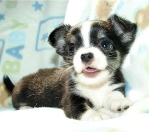 Chihuahua-Hündin (12 Wochen) gesund & geimpft   Dringend abzugeben! Bild 3