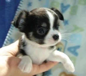 Traum-Zuhause gesucht für Chihuahua-Mädchen (12 Wochen, geimpft) 