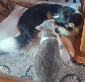 Brnjo möchte mit IHNEN sein Leben teilen Bild 7