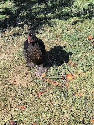 Hahn Maran Marans Bild 5
