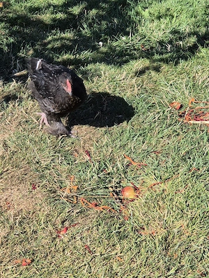Hahn Maran Marans Bild 4