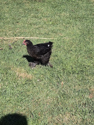 Hahn Maran Marans
