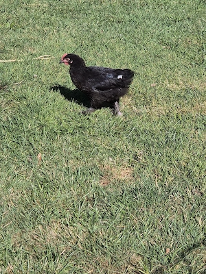 Hahn Maran Marans Bild 2