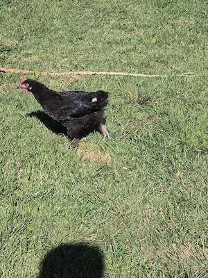 Hahn Maran Marans Bild 3