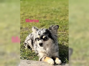 chihuahua welpen Bild 5