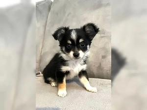 chihuahua welpen Bild 2