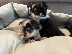 chihuahua welpen Bild 3