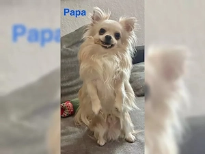 chihuahua welpen Bild 4