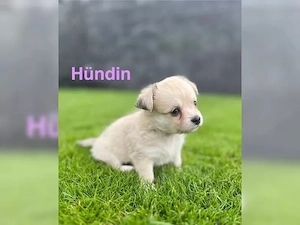 chihuahua welpen  Bild 3
