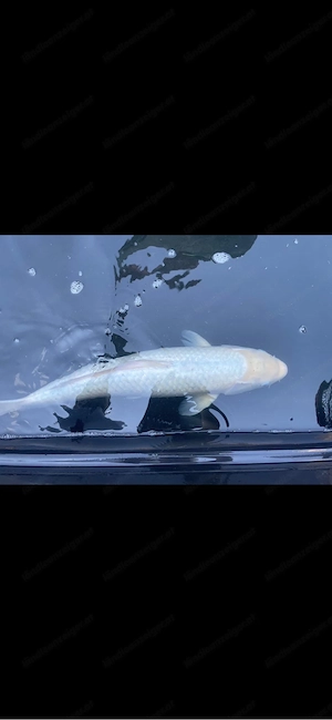 Orginal Japan-Koi
