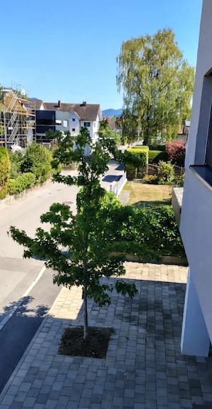 Amerikanischer Amberbaum Bild 2