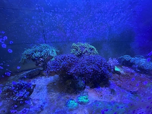 Meerwasser Aquarium Korallen Bild 2
