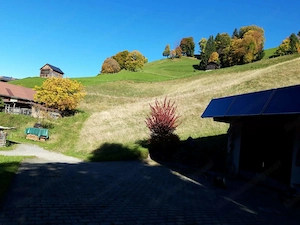 Heu bzw. Streu kostenlos abzugeben Bild 2