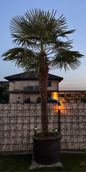 Große wunderschöne Palme zu verkaufen  Bild 2