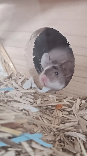 Maus sucht Haus Bild 3