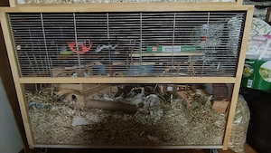 Maus sucht Haus Bild 2