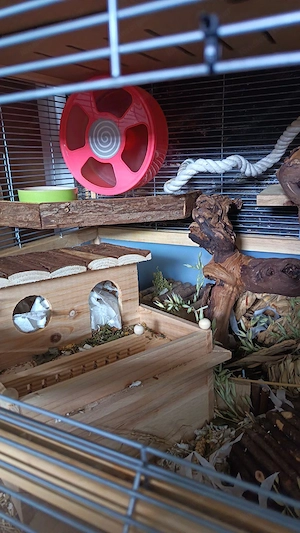 Maus sucht Haus Bild 4