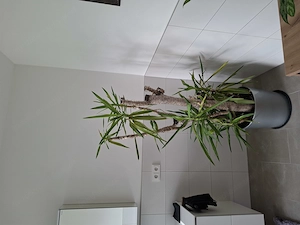 Yucca Palme Bild 3