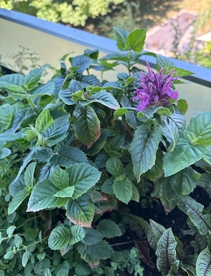 Agastache mexicana - die "Limo-Pflanze" Bild 3