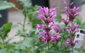 Agastache mexicana - die "Limo-Pflanze"