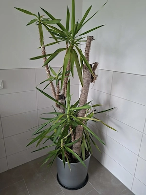 Yucca Palme