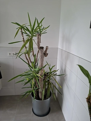 Yucca Palme Bild 2