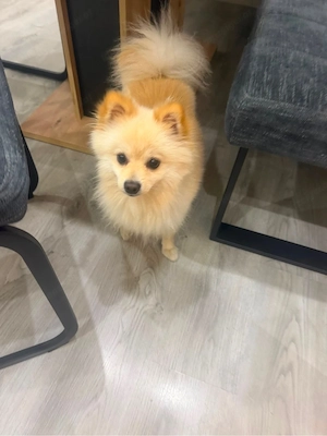 hund 1 jahr 