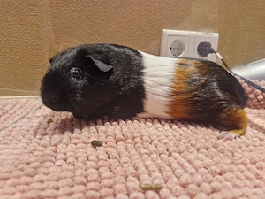Meerschweinchen