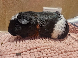 Meerschweinchen 