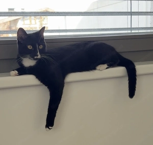 Katze Sally vermisst!