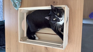 Katze Sally vermisst! Bild 2