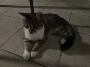 Katze in Muntlix zugelaufen