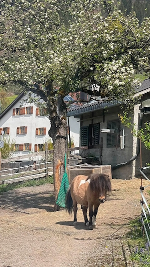 Einstellplatz Minishettyhengste : Vollpension   Teilpension   Selbstversorger Bild 3