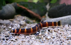 Dornaugen fürs Aquarium