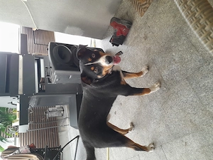 Junger apenzeller sennenhund  Bild 2