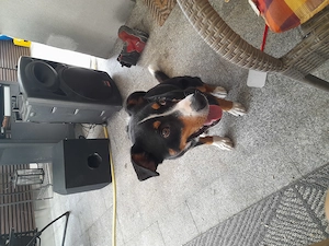 Junger apenzeller sennenhund  Bild 3