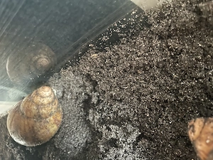 Archachatina marginata ovum Bild 3