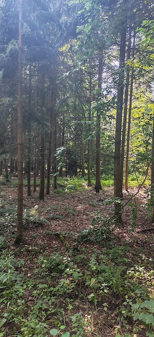 Suche eine reale Frau für ein Treffen 