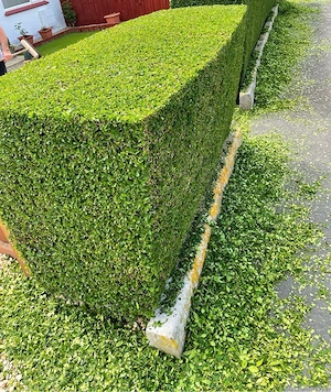 Gartenpflege | Rasenmähen, Heckenschnitt & Reinigung Bild 8