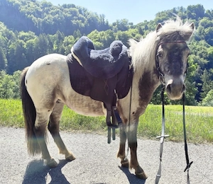 Liebe 3 jährige Pony Stute sucht neues Zuhause  Bild 2