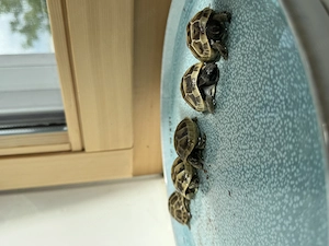 Zwei maurische Baby- Landschildröten zu verkaufen Bild 2
