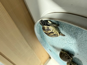 Zwei maurische Baby- Landschildröten zu verkaufen Bild 4