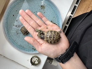 Zwei maurische Baby- Landschildröten zu verkaufen Bild 3
