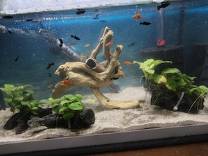  Aquarium  Bild 4