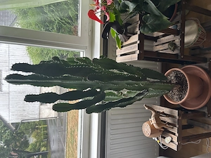 Kaktus Wolfsmilch Bild 2