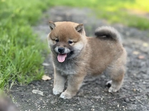Shiba-Inu-Welpe Bild 3