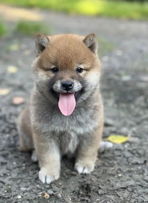 Shiba-Inu-Welpe Bild 4