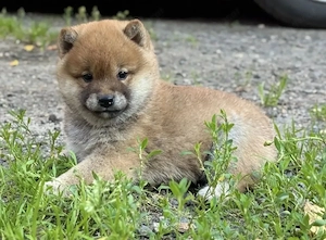 Shiba-Inu-Welpe Bild 2