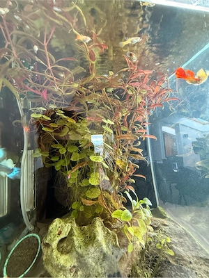 Guppys zu verschenken Bild 3