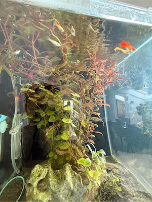 Guppys zu verschenken Bild 2